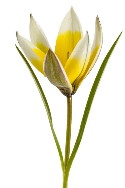 植物のチューリップの花、lat.tulipa 植物園、whi の分離 — ストック写真