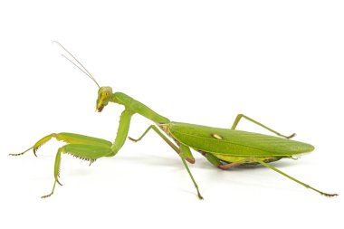Mantis sıradan ya da peygamber devesi dini, izole beyaz arka plan üzerinde