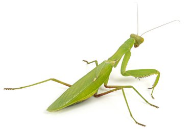 Mantis sıradan ya da peygamber devesi dini, izole beyaz arka plan üzerinde