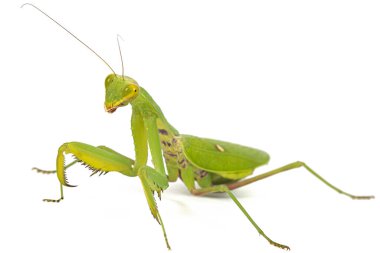 Mantis sıradan ya da peygamber devesi dini, izole beyaz arka plan üzerinde