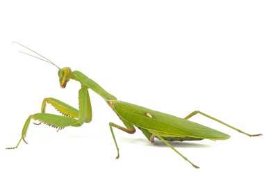 Mantis sıradan ya da peygamber devesi dini, izole beyaz arka plan üzerinde