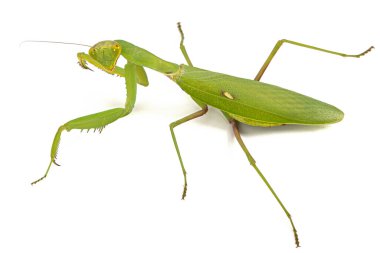Mantis sıradan ya da peygamber devesi dini, izole beyaz arka plan üzerinde