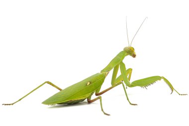 Mantis sıradan ya da peygamber devesi dini, izole beyaz arka plan üzerinde