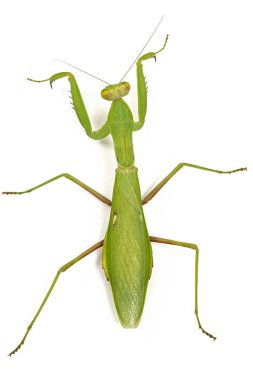 Mantis sıradan ya da peygamber devesi dini, izole beyaz arka plan üzerinde