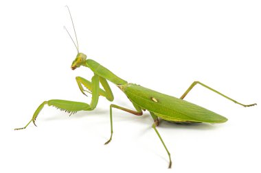 Mantis sıradan ya da peygamber devesi dini, izole beyaz arka plan üzerinde