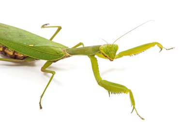 Mantis sıradan ya da peygamber devesi dini, izole beyaz arka plan üzerinde