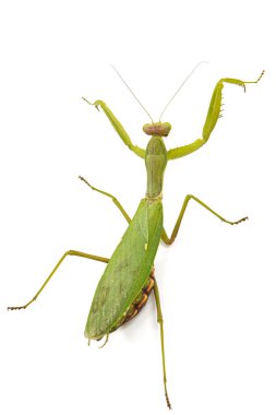 Mantis sıradan ya da peygamber devesi dini, izole beyaz arka plan üzerinde
