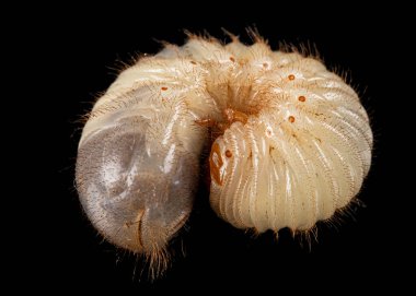 Böcek larvası olabilir. Melolontha, Phyllophaga, siyah arka planda izole edilmiş.