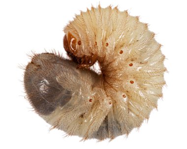 Böcek larvası olabilir. Melolontha, Phyllophaga, beyaz arka planda izole edilmiş.