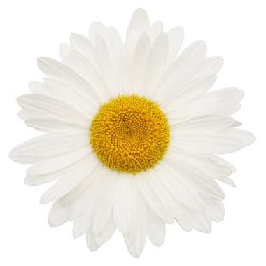 Beyaz papatya çiçeği, latte. Matrikaria, beyaz arkaplanda izole