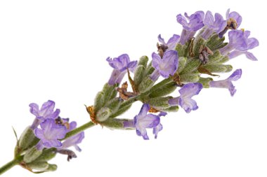 Beyaz arka planda izole edilmiş mor lavanta çiçekleri.