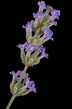 Siyah arka planda izole edilmiş mor lavanta çiçekleri.