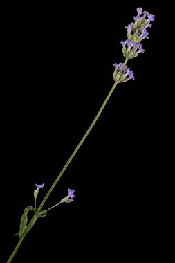 Siyah arka planda izole edilmiş mor lavanta çiçekleri.