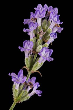Siyah arka planda izole edilmiş mor lavanta çiçekleri.