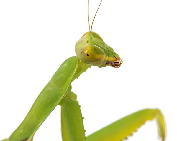 Mantis Ordinaria Mantis Religiosa Aislada Sobre Fondo Blanco — Foto de Stock