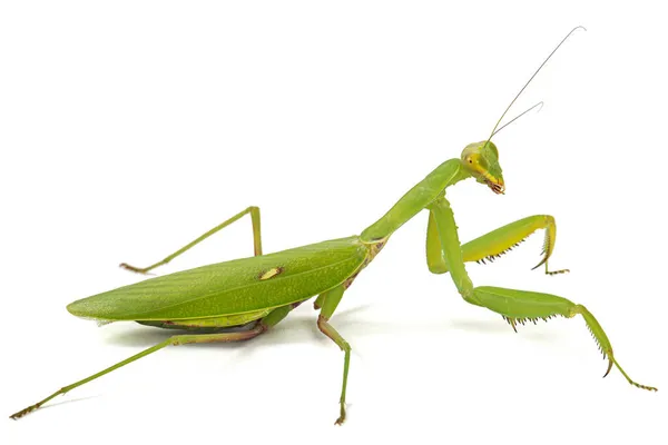 Mantis Απλούς Θρησκευτικές Mantis Απομονώνονται Λευκό Φόντο — Φωτογραφία Αρχείου