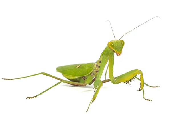 Mantis Απλούς Θρησκευτικές Mantis Απομονώνονται Λευκό Φόντο — Φωτογραφία Αρχείου