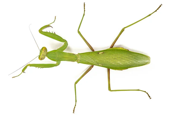 Mantis Ordinary Mantis Religious Isolated White Background — Stock Photo, Image