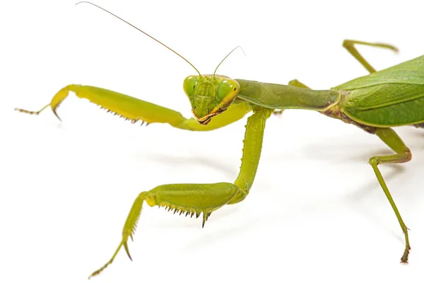 Mantis Sıradan Peygamber Devesi Dini Izole Beyaz Arka Plan Üzerinde — Stok fotoğraf