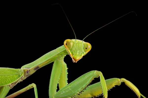 Mantis Ordinaria Mantis Religiosa Aislada Sobre Fondo Negro —  Fotos de Stock