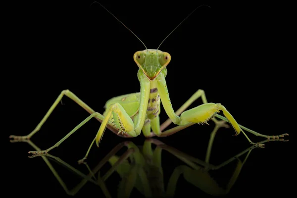 Mantis Συνηθισμένο Mantis Θρησκευτική Απομονώνονται Μαύρο Φόντο — Φωτογραφία Αρχείου