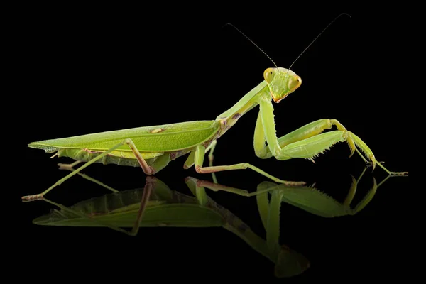 Mantis Συνηθισμένο Mantis Θρησκευτική Απομονώνονται Μαύρο Φόντο — Φωτογραφία Αρχείου