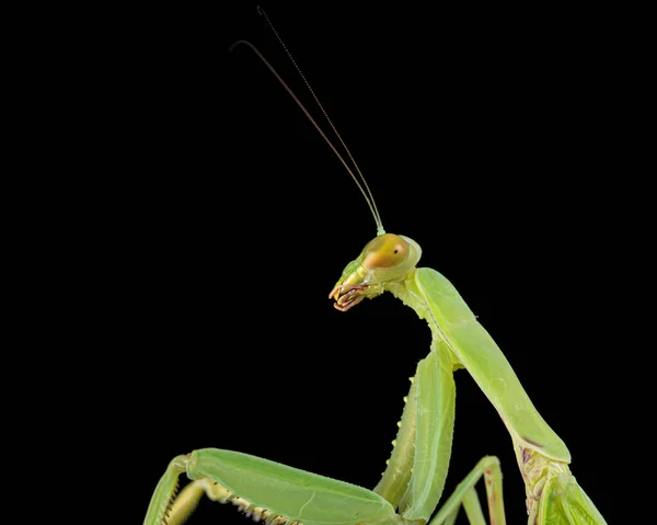 Mantis Ordinaria Mantis Religiosa Aislada Sobre Fondo Negro —  Fotos de Stock