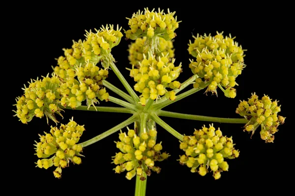 Infiorescenza Fiori Lovage Lat Levisticum Officinale Isolato Fondo Nero — Foto Stock