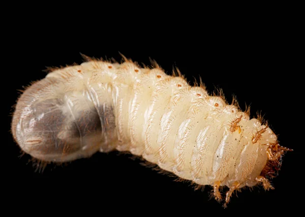 May beetle larvas, lat. Melolontha , Phyllophaga, isolated on black background