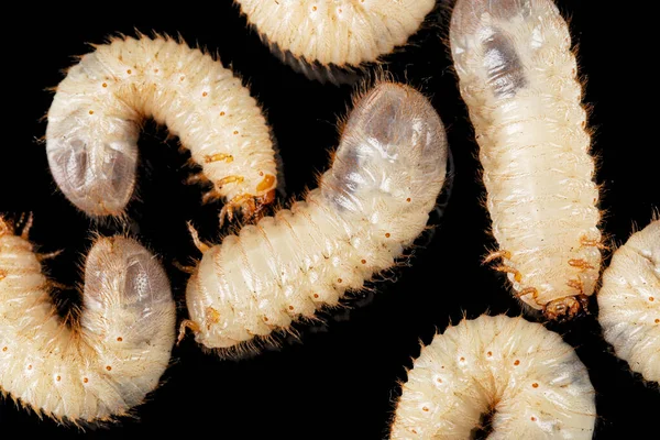 Pode Escaravelhar Larvas Lat Melolontha Phyllophaga Isolado Sobre Fundo Preto — Fotografia de Stock