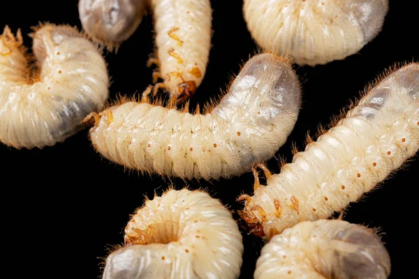 Puede Larvas Escarabajo Lat Melolontha Phyllophaga Aislada Sobre Fondo Negro —  Fotos de Stock