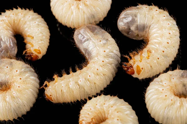 Semoga Larva Kumbang Lat Melolontha Phyllophaga Terisolasi Pada Latar Belakang — Stok Foto