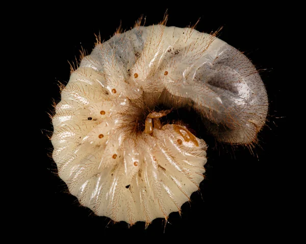 Puede Larvas Escarabajo Lat Melolontha Phyllophaga Aislada Sobre Fondo Negro —  Fotos de Stock