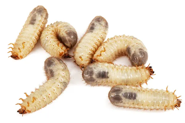 Semoga Larva Kumbang Lat Melolontha Phyllophaga Terisolasi Pada Latar Belakang — Stok Foto