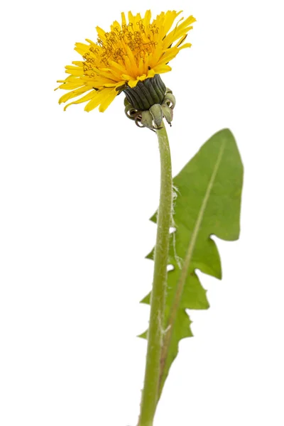 Жовта Квітка Кульбаби Ізольована Білому Тлі — стокове фото