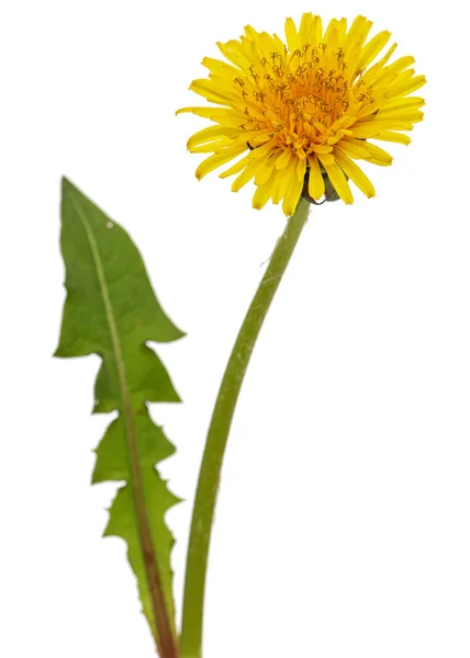 Fleur Jaune Pissenlit Isolée Sur Fond Blanc — Photo