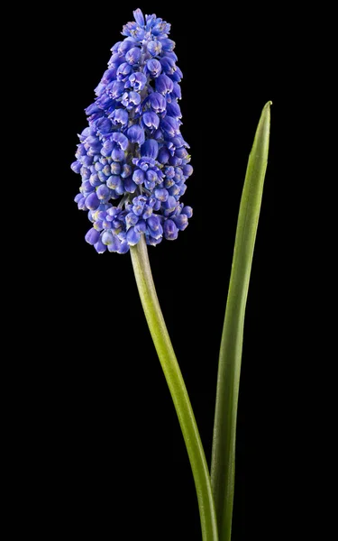 Flores Violetas Jacinto Aisladas Sobre Fondo Negro —  Fotos de Stock