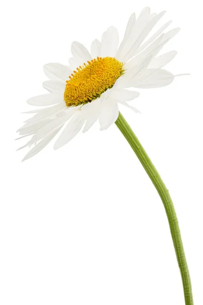 Weiße Blüte Der Kamille Lat Matrikarien Isoliert Auf Weißem Hintergrund — Stockfoto