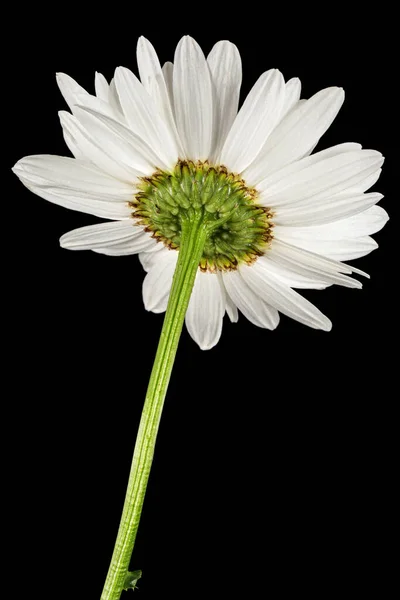 Witte Bloem Van Kamille Lat Matricaria Geïsoleerd Zwarte Achtergrond — Stockfoto