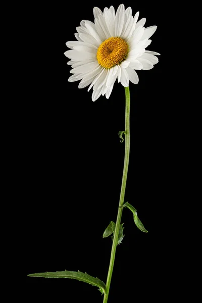 Weiße Blüte Der Kamille Lat Matrikarien Isoliert Auf Schwarzem Hintergrund — Stockfoto