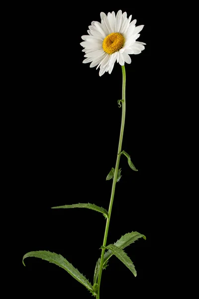 Weiße Blüte Der Kamille Lat Matrikarien Isoliert Auf Schwarzem Hintergrund — Stockfoto