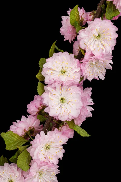 Gally Virágzó Mandula Rózsaszín Virág Mandula Elszigetelt Fekete Háttér — Stock Fotó
