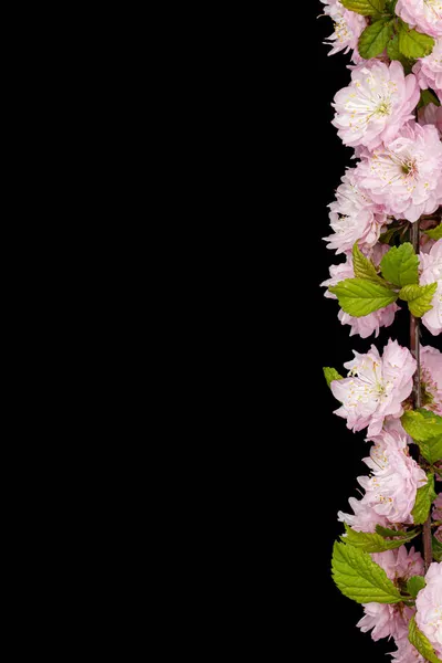 Bordüre Zum Einrahmen Aus Blühenden Mandelzweigen Isoliert Auf Schwarzem Hintergrund — Stockfoto