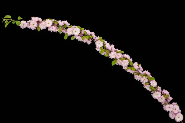 Twig Blooming Almond Pink Flower Almond Isolated Black Background — Stock Photo, Image