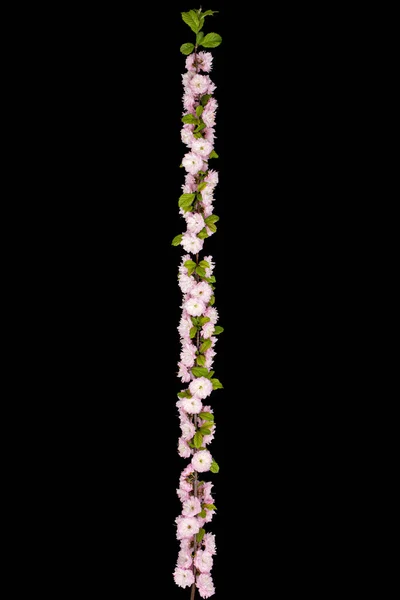 Twig Blooming Almond Pink Flower Almond Isolated Black Background — Stock Photo, Image