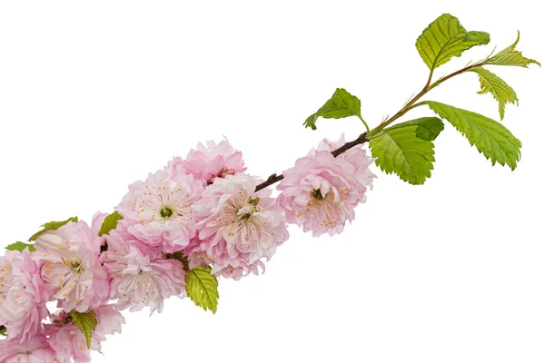 Gally Virágzó Mandula Rózsaszín Virág Mandula Elszigetelt Fehér Háttér — Stock Fotó