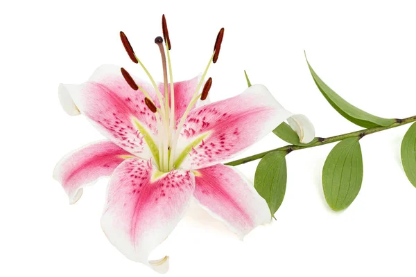 Big White Pink Flower Lily Isolated White Background — Stock Photo, Image