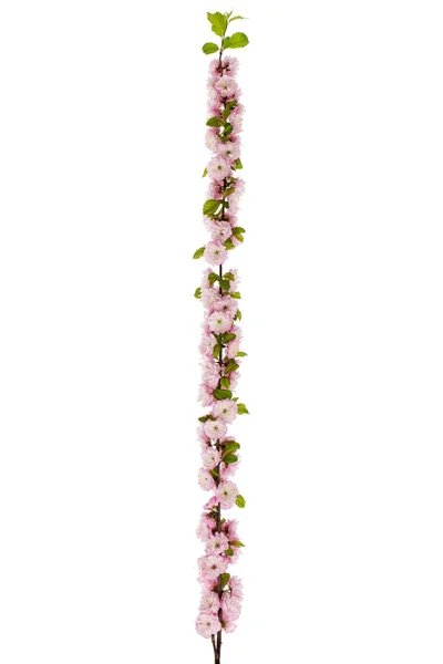Twig Blooming Almond Pink Flower Almond Isolated White Background — Stock Photo, Image