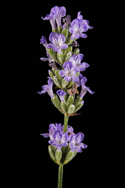 Violet Flowers Lavender Isolated Black Background — Stock Photo, Image