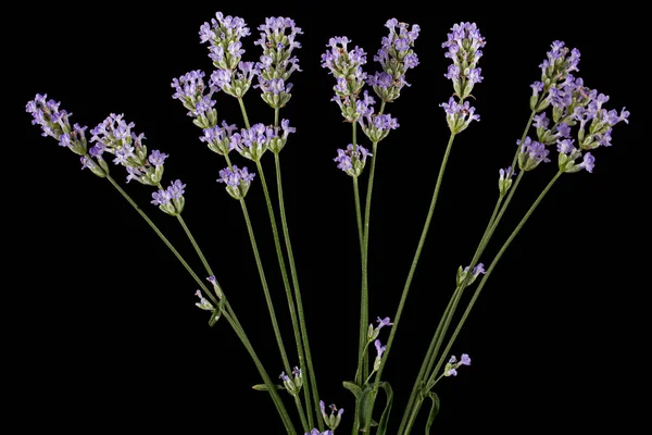 Flores Violetas Lavanda Isoladas Sobre Fundo Preto — Fotografia de Stock